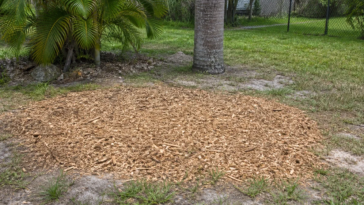 Ground stump area backfilled with wood chips in a Brevard County yard